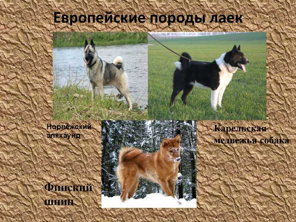 Лада лайка что это