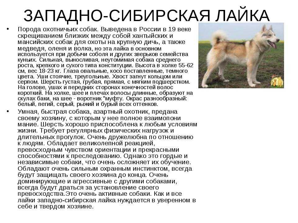 Лайки: разновидности породы с описанием и фото, особенности ухода