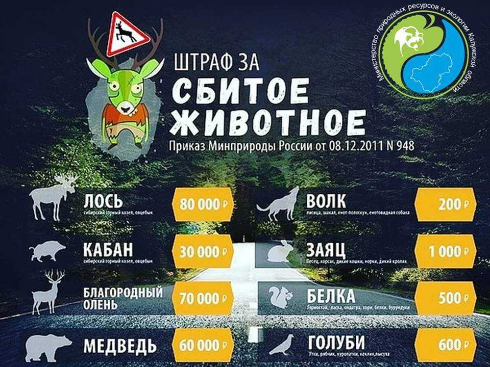 Что делать если сбил лося или животное на трассе: штраф, наказание, последствия