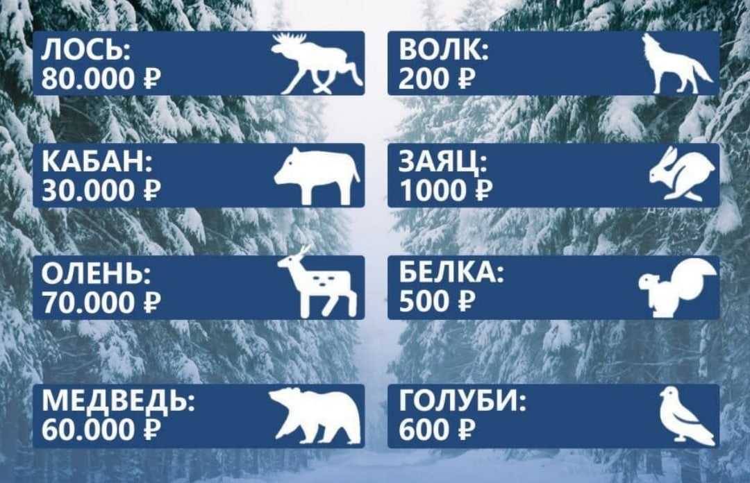 Сбили лося на трассе – штраф, кто виноват и что делать?
