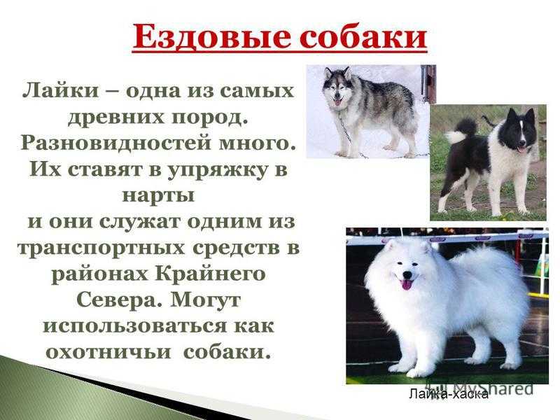 Одни из самых древних пород, прислуживающих людям