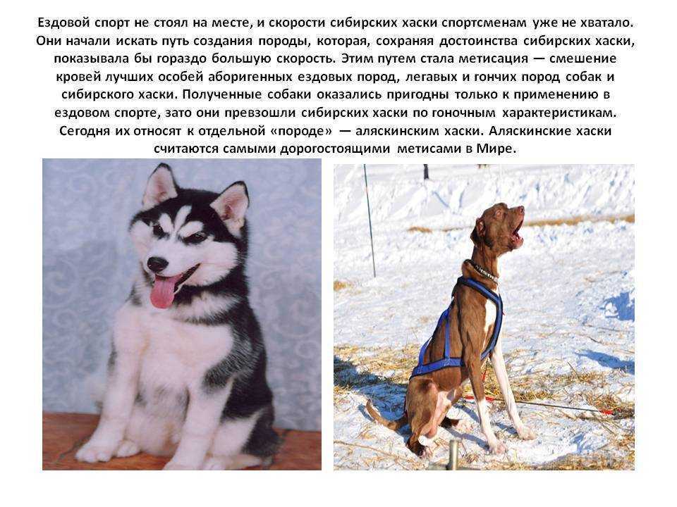 Лайки: разновидности породы с описанием и фото, особенности ухода